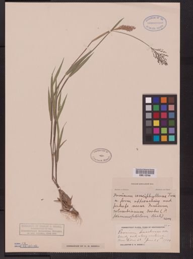 Panicum subvillosum