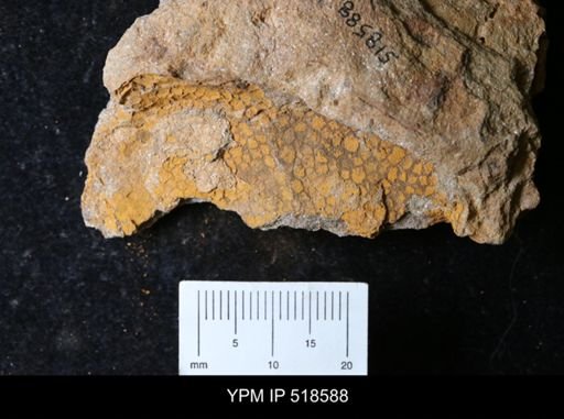 undet. Echinodermata