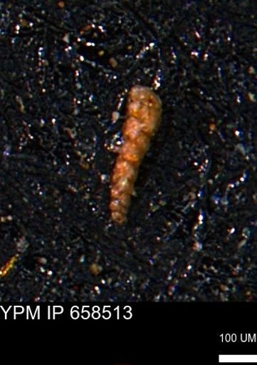 Verneuilinoides kansasensis