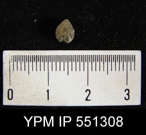 Camarotoechia acinus