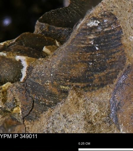 Limopsis striatopunctatus