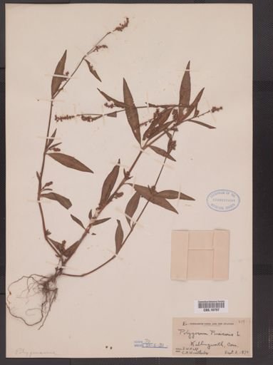 Polygonum persicaria