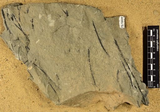 Sawdonia ornata