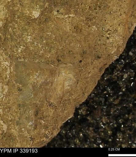 undet. Bivalvia