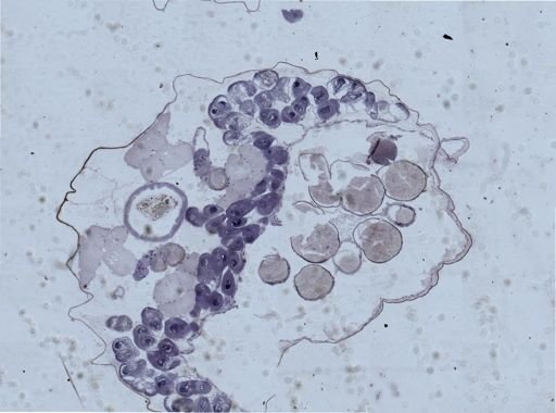 Eubranchipus grubii