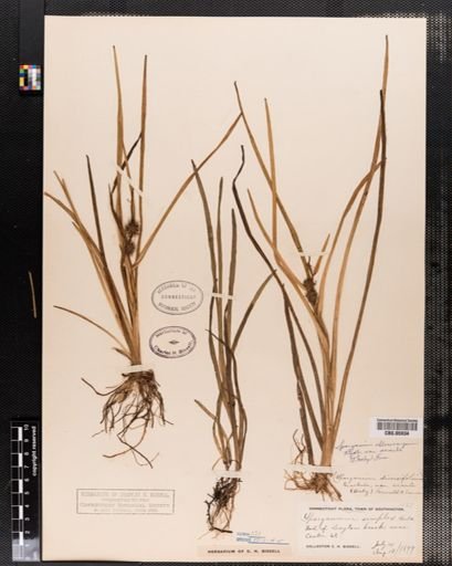 Plantae