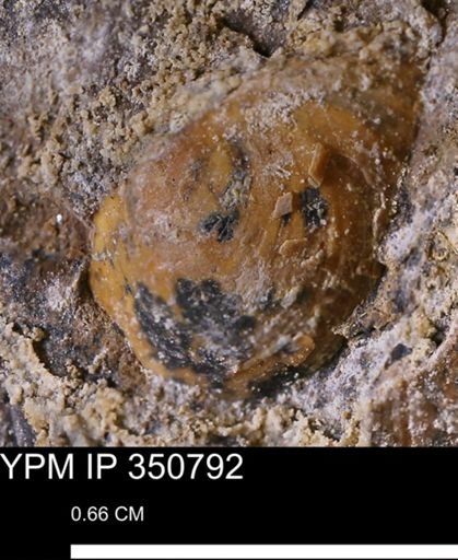 undet. Bivalvia