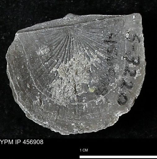 Stropheodonta sp.