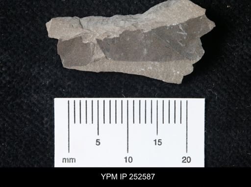 undet. Eurypterida