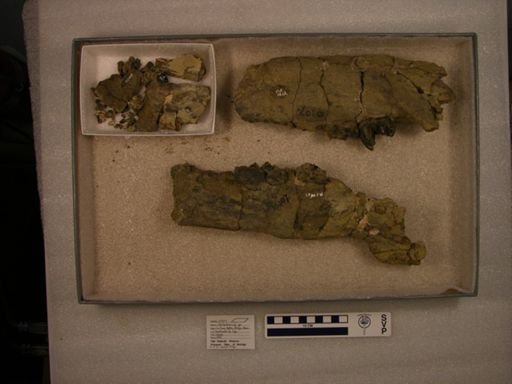 Uintatherium