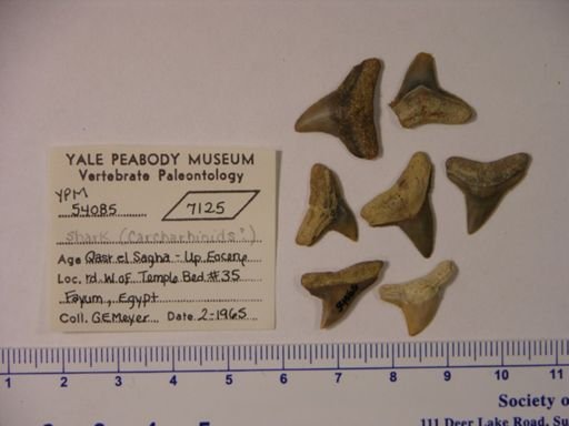 Chondrichthyes