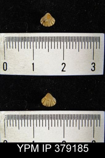 undet. Brachiopoda