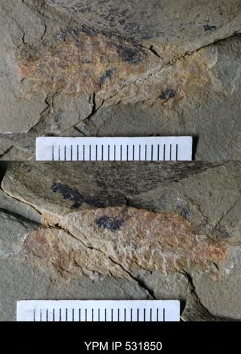 Leanchoiliidae?
