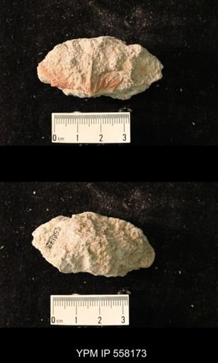 Spirifer cameratus