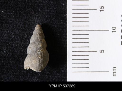 Goniobasis ortmanni