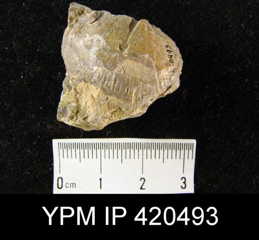 undet. Brachiopoda
