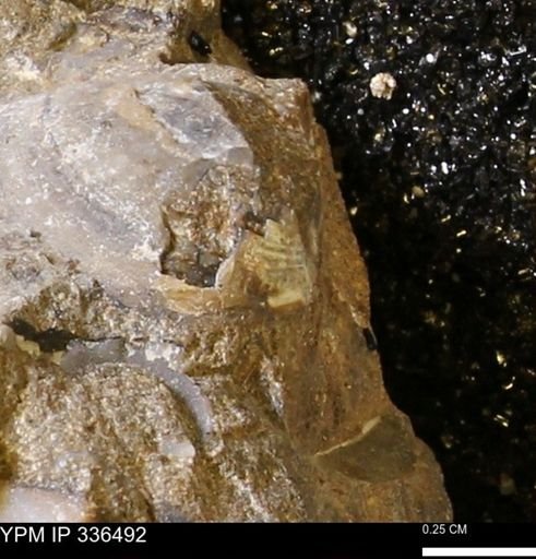 undet. Bivalvia