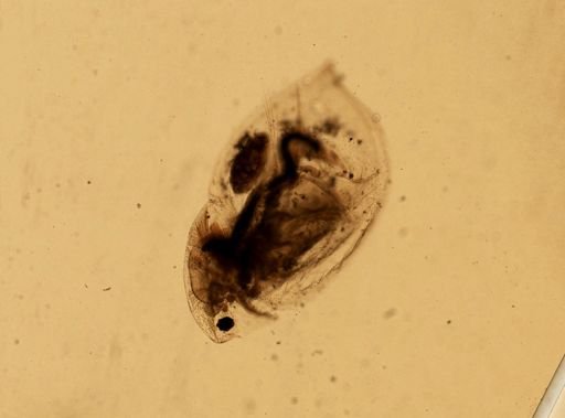 Daphnia pulex