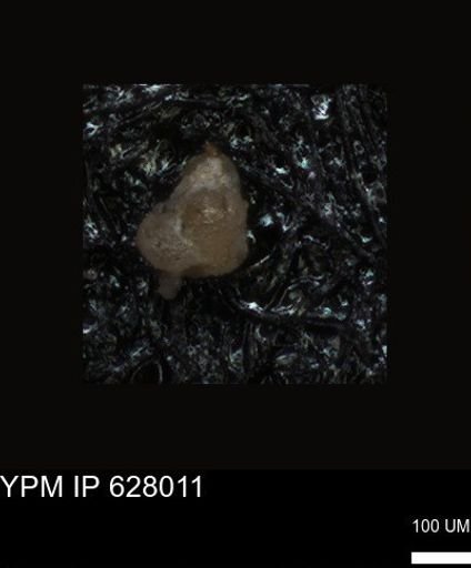 undet. Foraminiferida