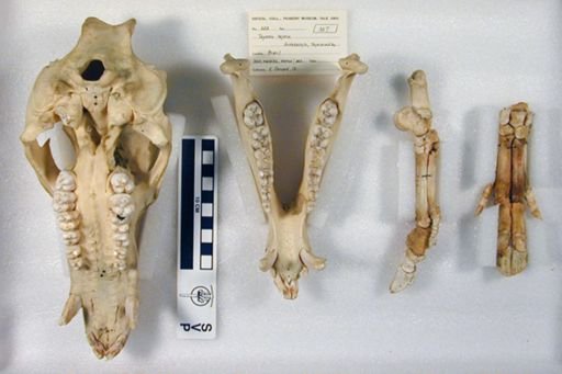 Dicotyles tajacu