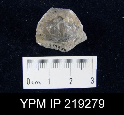 Marginifera hystricula