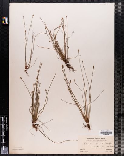 Eleocharis diandra