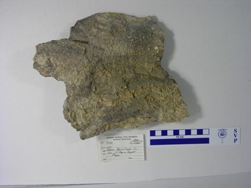undet. Gnathostomata