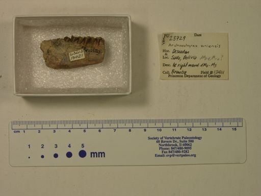 Archaeohyrax suniensis