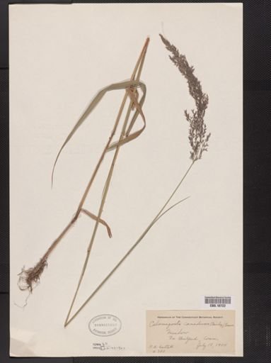 Calamagrostis canadensis