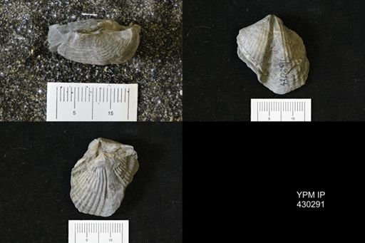 Spinocyrtia granulosa