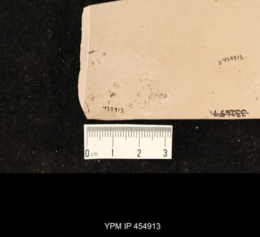 undet. Diptera