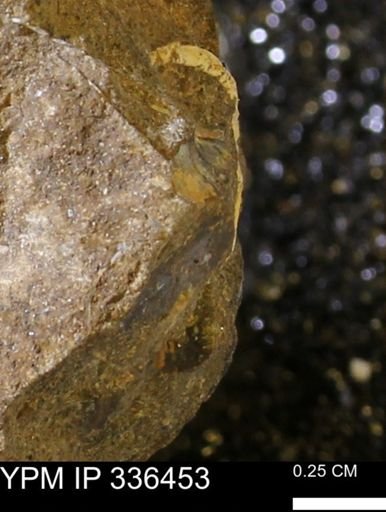 undet. Mollusca