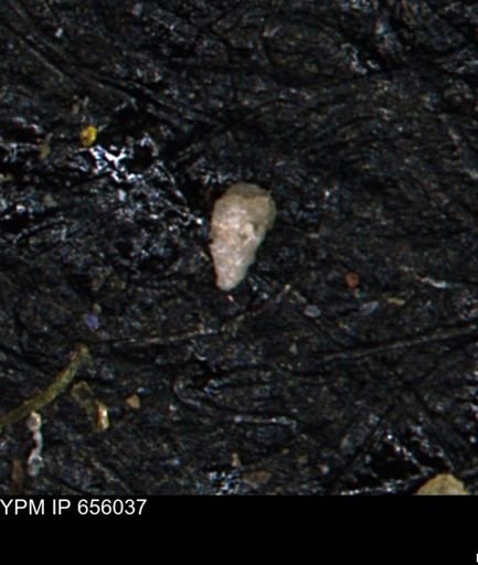 Verneuilinoides kansasensis