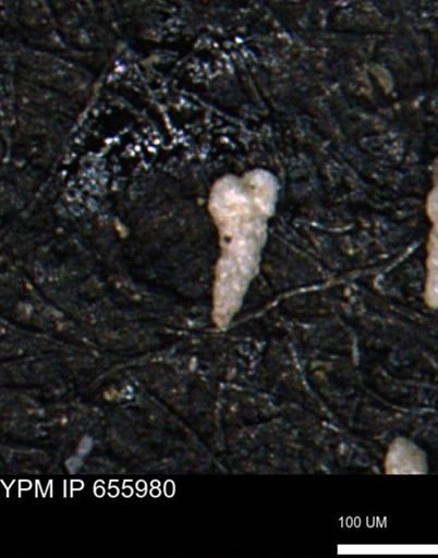 Verneuilinoides kansasensis