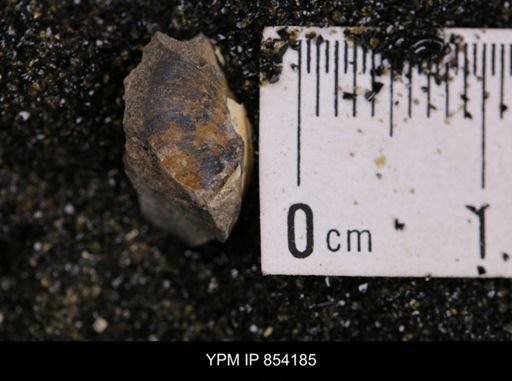 Limopsis striatopunctatus