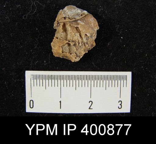 undet. Rhynchonelliformea