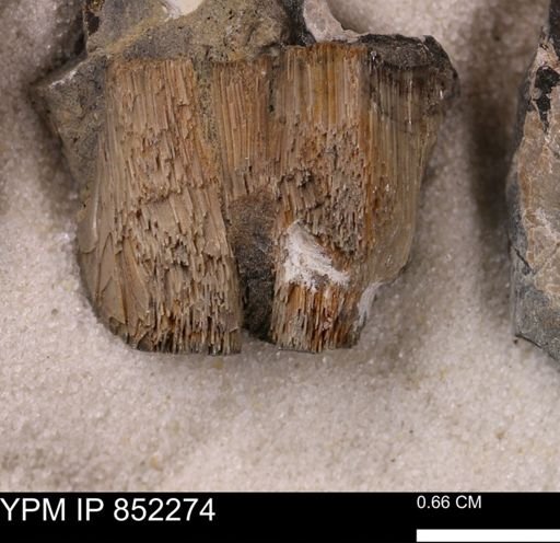 undet. Inoceramidae