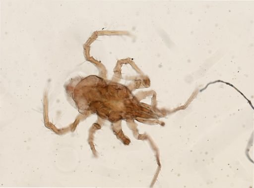 Parasitus coleoptratorum