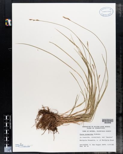 Carex bromoides