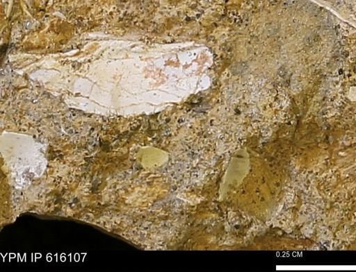 undet. Bivalvia