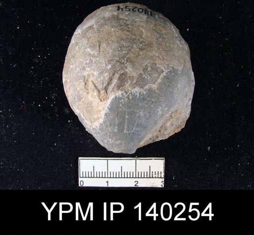 Productus (Striatifera) compressus