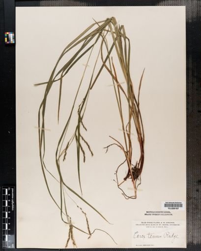 Carex debilis