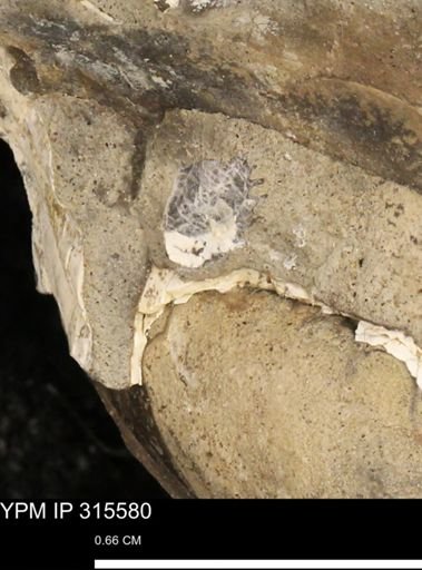 Mollusca