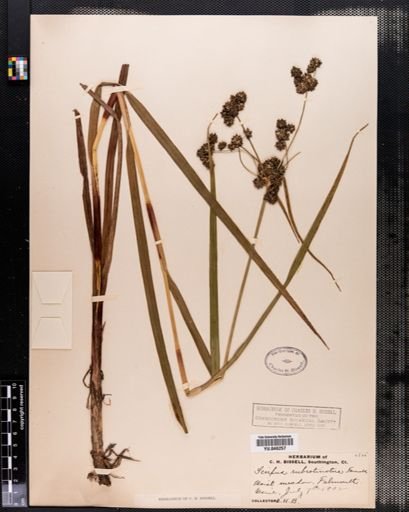 Scirpus rubrotinctus