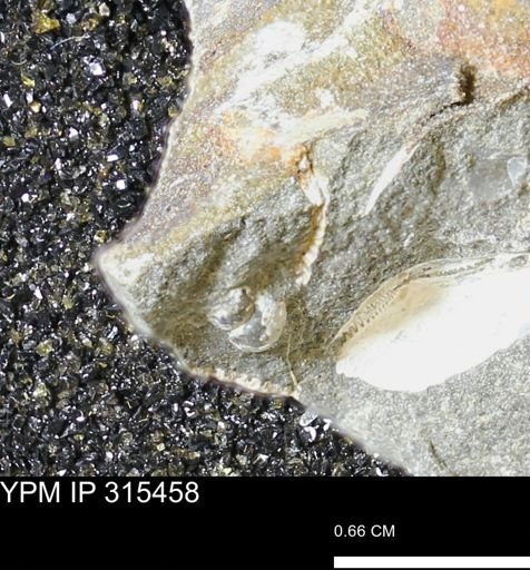 undet. Mollusca