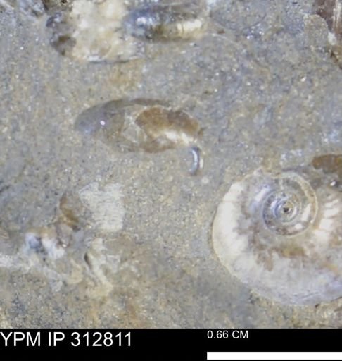 undet. Bivalvia