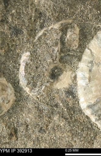Scaphites sp.
