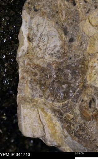 Scaphites sp.