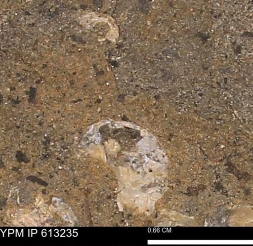 Scaphites sp.