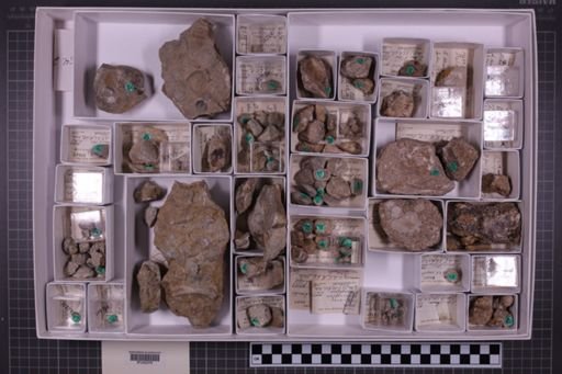 mixed taxa, stratigraphic collection